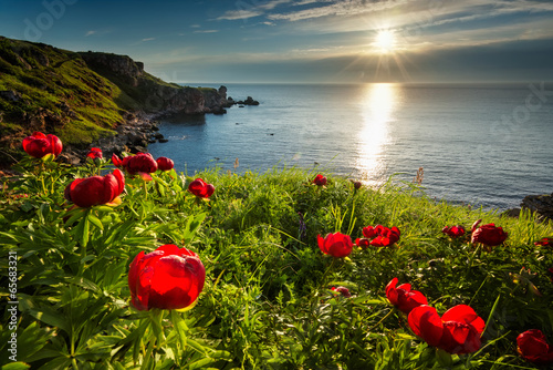 Photos Sea sunrise and beautiful wild peonies on the beach