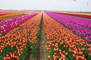 Wandcirkels Tulp Tulpenveld onder strakblauwe hemel  © arjenschippers