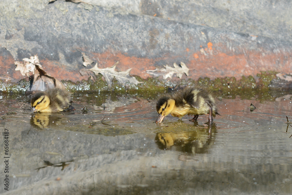 Fototapeta premium Cute ducklings at water edge