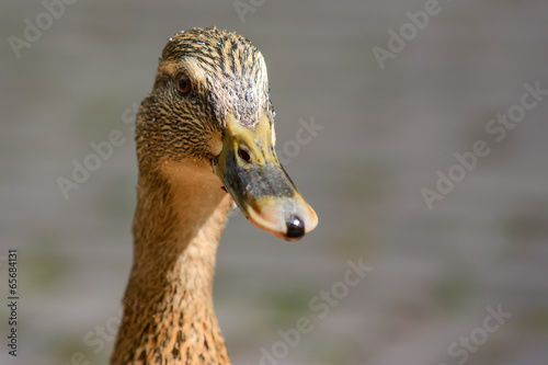 Cute ducklings at water edge