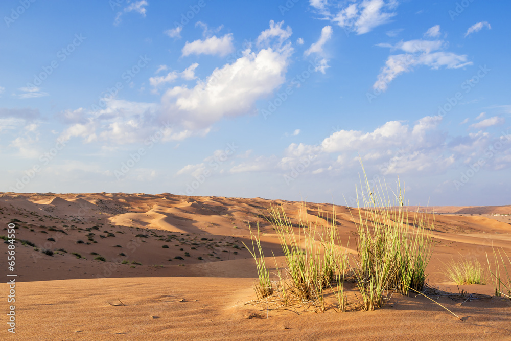 Obraz premium Desert gras Wahiba Oman