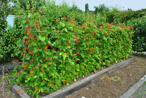 Runner beans Latin name Phaseolus coccineus 'Enorma'