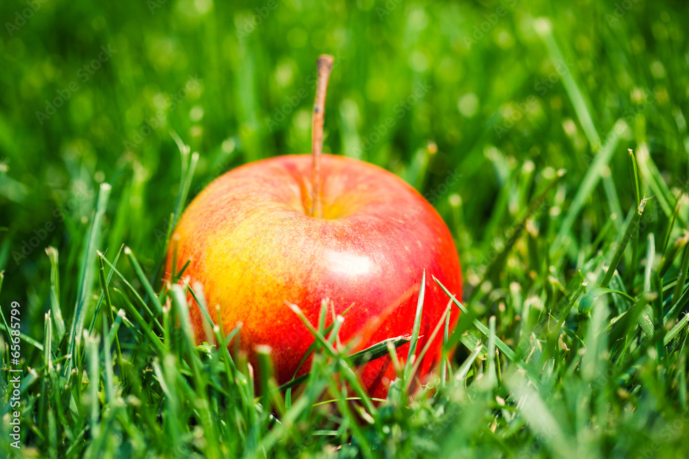 fresh apples laying on green grass fresh apples laying on green grass