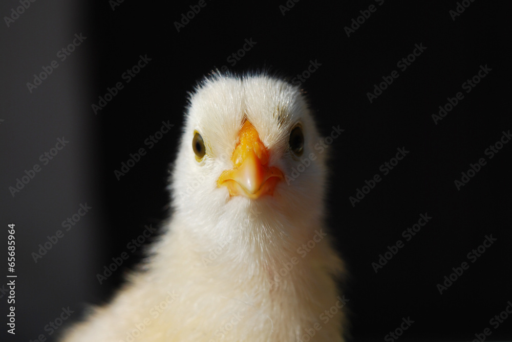 Chicken Chicken