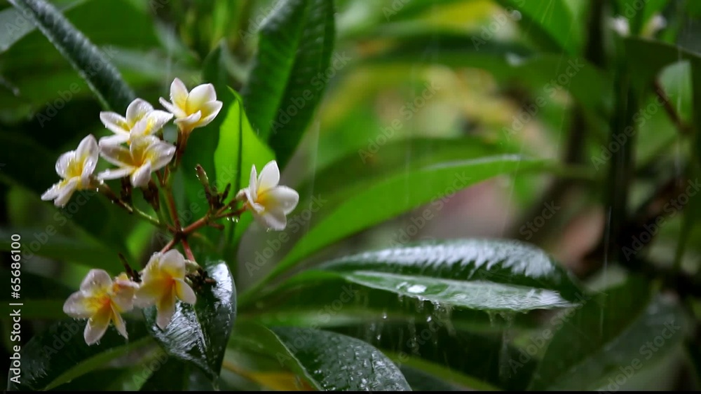 frangipani flowers in the rain with sound