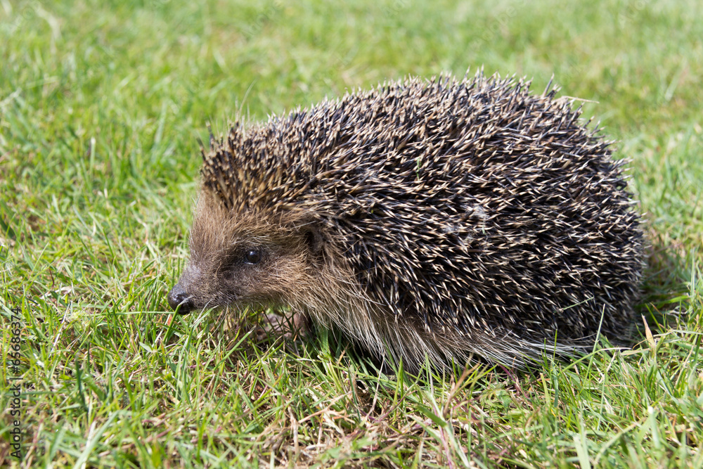 A cute hedgehog looking for food in my garden A cute hedgehog looking for food in my garden