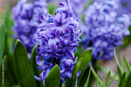 Obraz na płótnie Blue flowers of Hyacinth w salonie