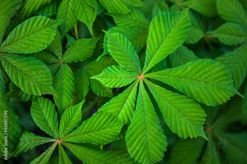 Naklejka Zielone liście kasztanowca