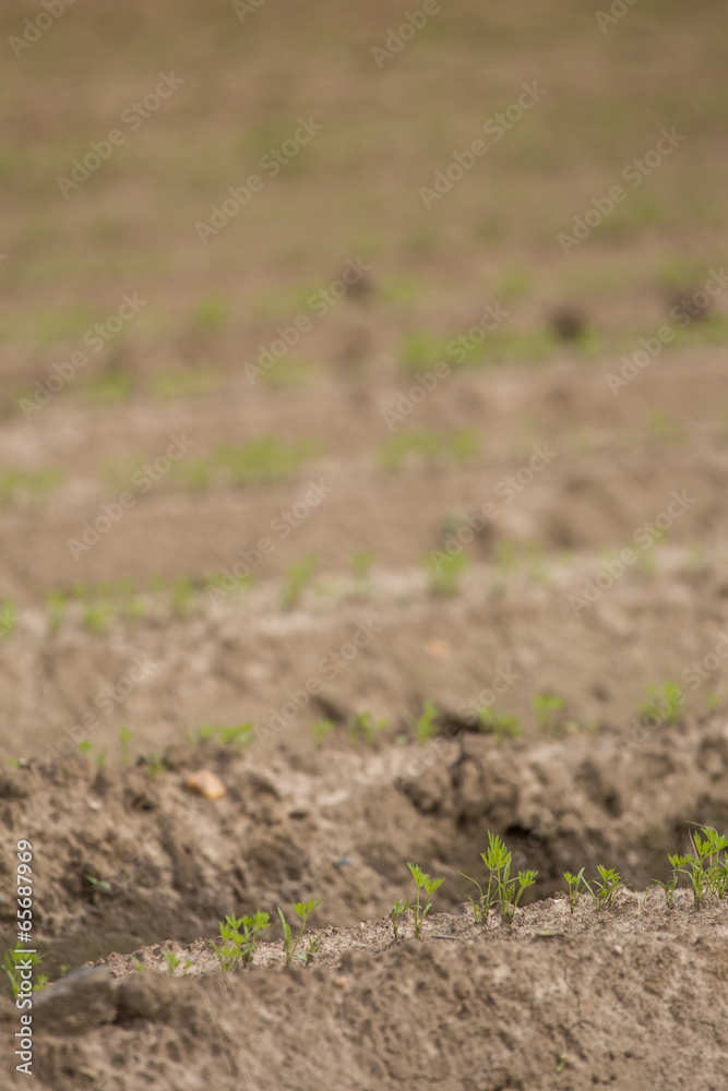 fresh made agricultural field texture fresh made agricultural field texture