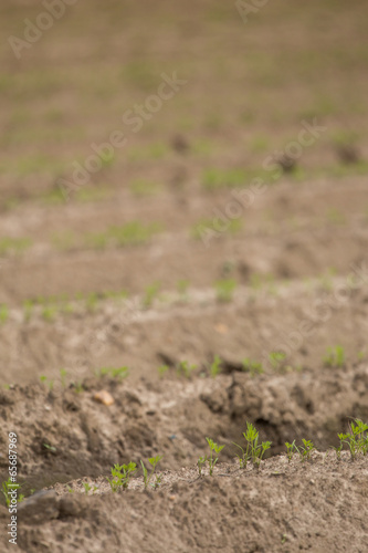 fresh made agricultural field texture