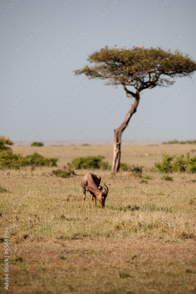 Fototapeta premium topi antelope