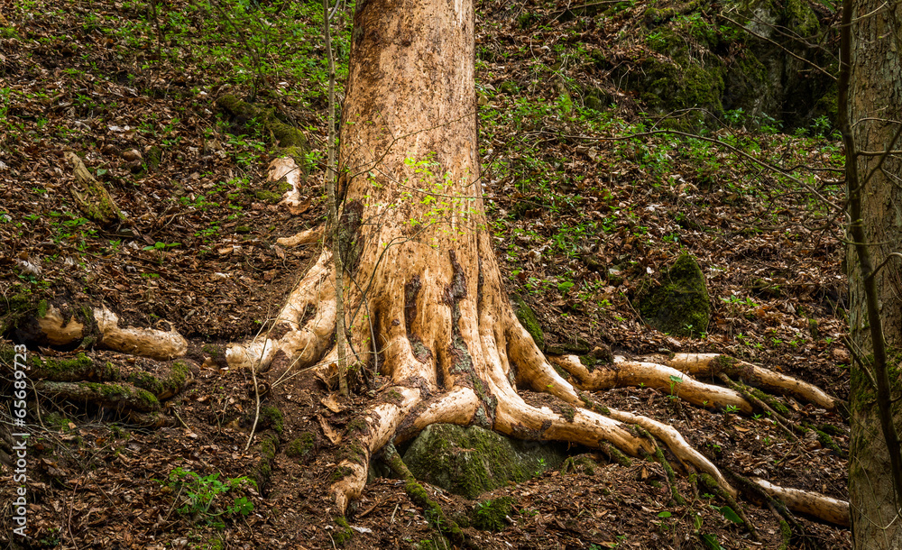 Old Tree Root Old Tree Root