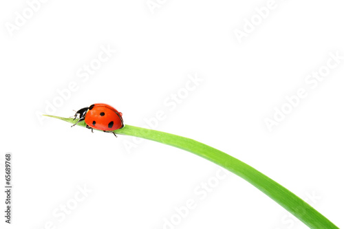coccinelle
