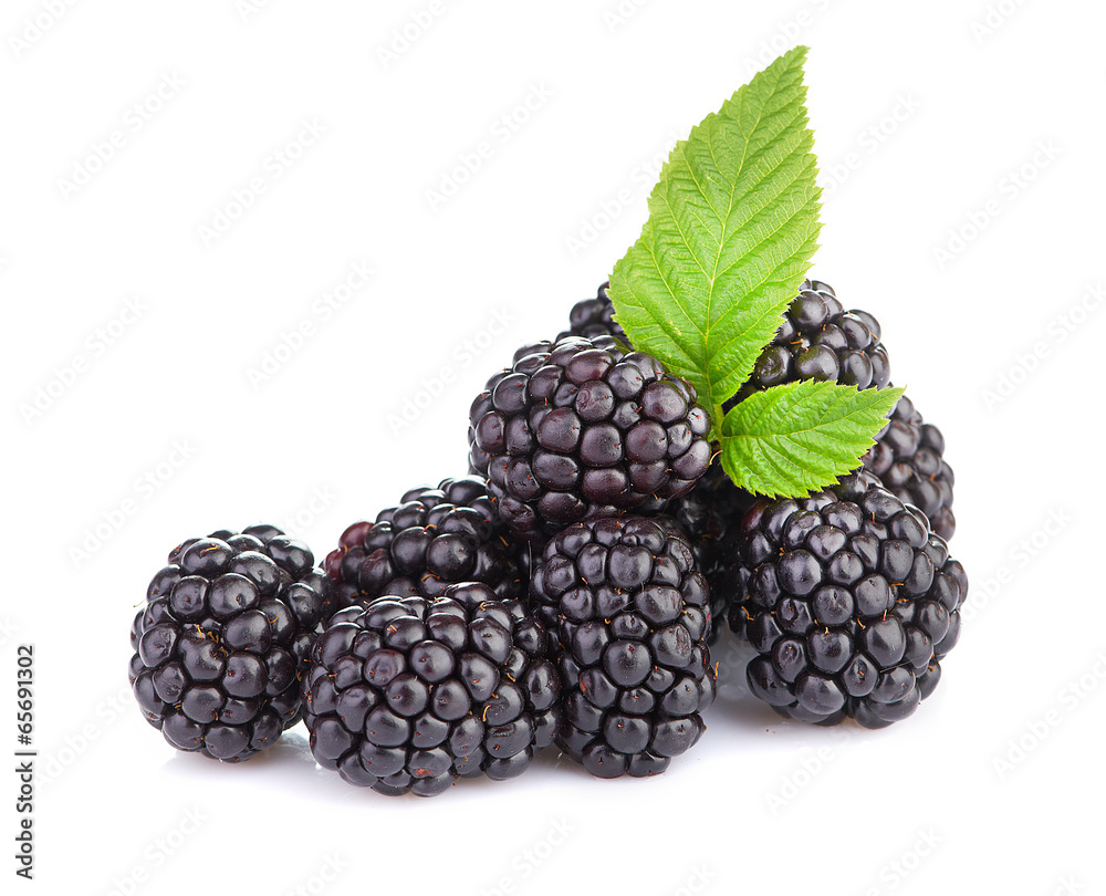 blackberry isolated on white