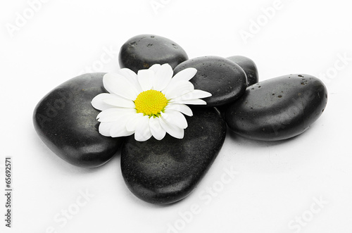 zen basalt stones and daisy isolated on white