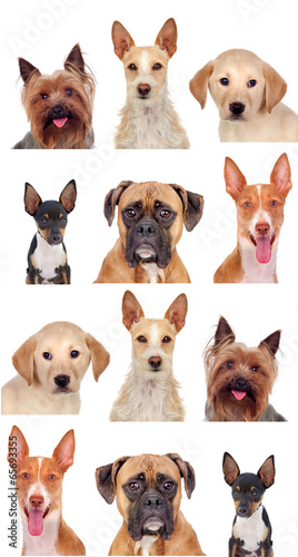 Fototapeta Naklejka Na Ścianę i Meble -  Photo collage of different breeds of dogs