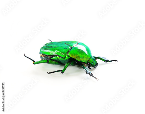 Green beetle isolated on white background