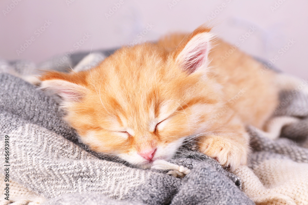 Cute little red kitten sleeping Cute little red kitten sleeping