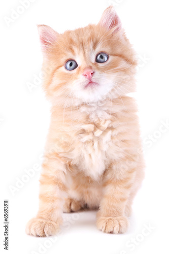 Cute little red kitten isolated on white
