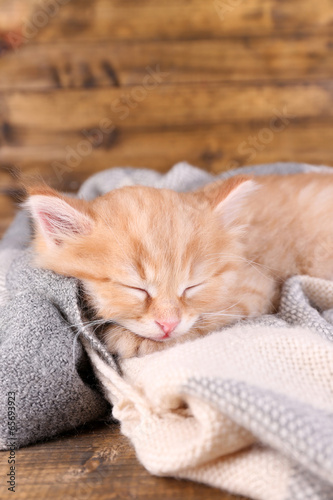 Cute little red kitten sleeping