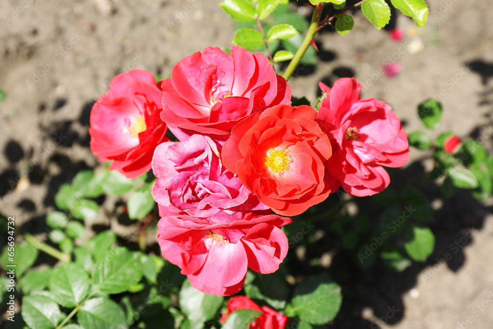 Beautiful rose flowers on bush, close-up, outdoors