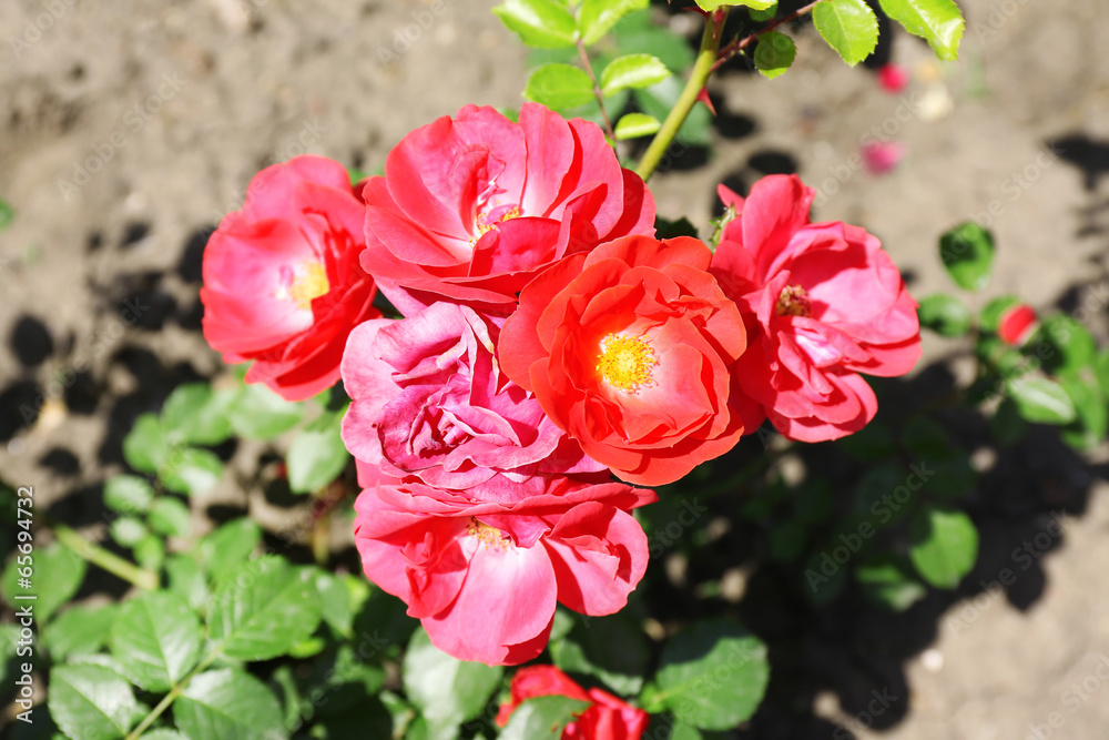 Beautiful rose flowers on bush, close-up, outdoors Beautiful rose flowers on bush, close-up, outdoors