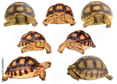 turtle on white background