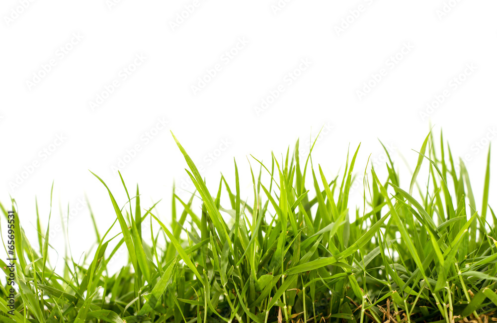 fresh spring green grass isolated on white background fresh spring green grass isolated on white background