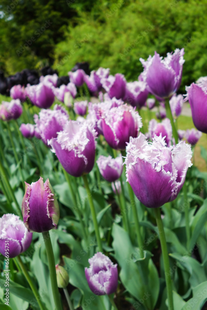 Colorful tulip garden in nature park