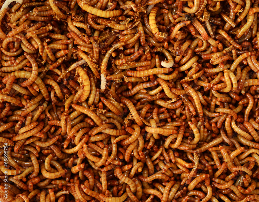 worms