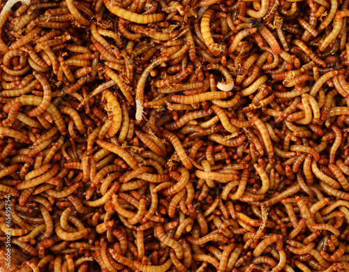 worms © evegenesis