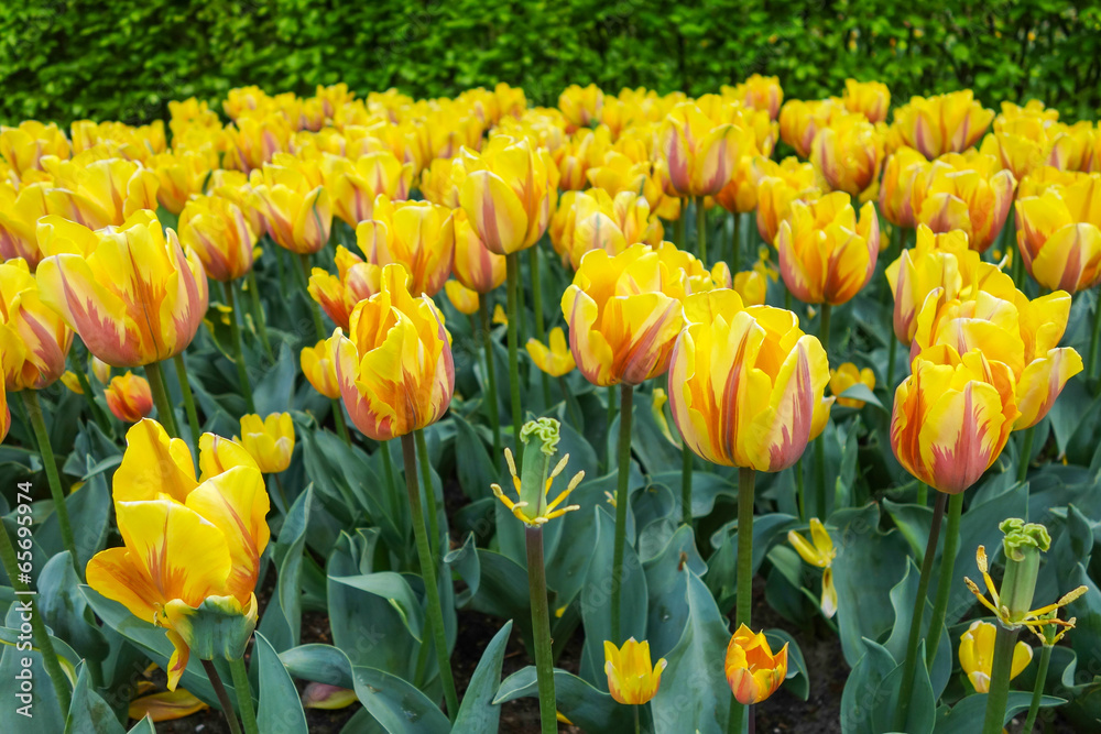 Colorful tulip garden in nature park Colorful tulip garden in nature park