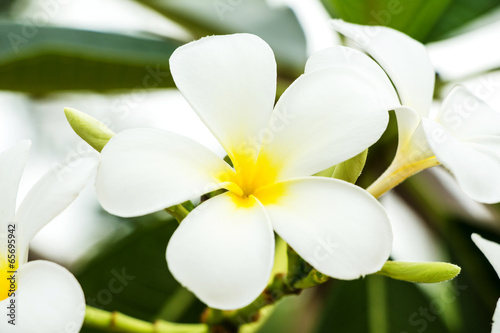 frangipani flower or Leelawadee flowers on the tree.