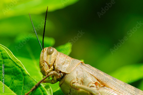 Grasshopper © theangelwing