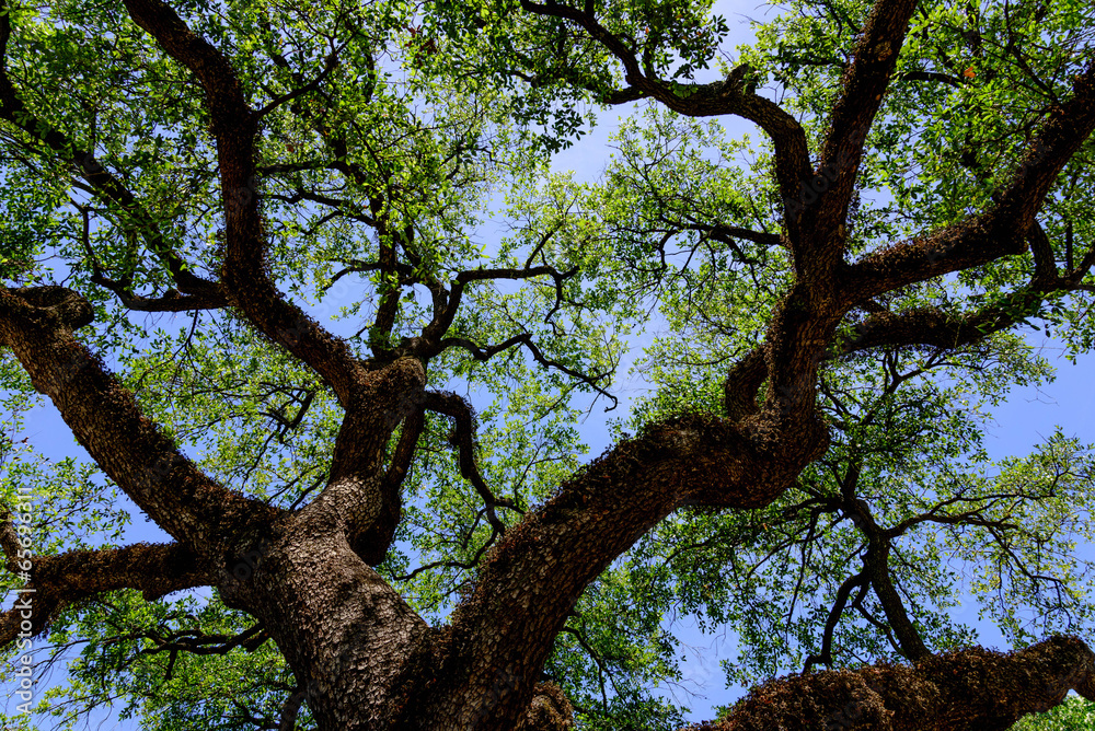blue sky upwards through an old oak tree blue sky upwards through an old oak tree