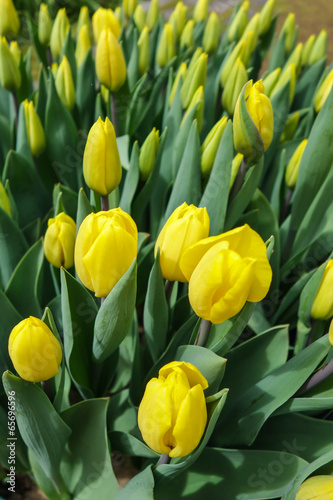 Colorful tulip garden in nature park