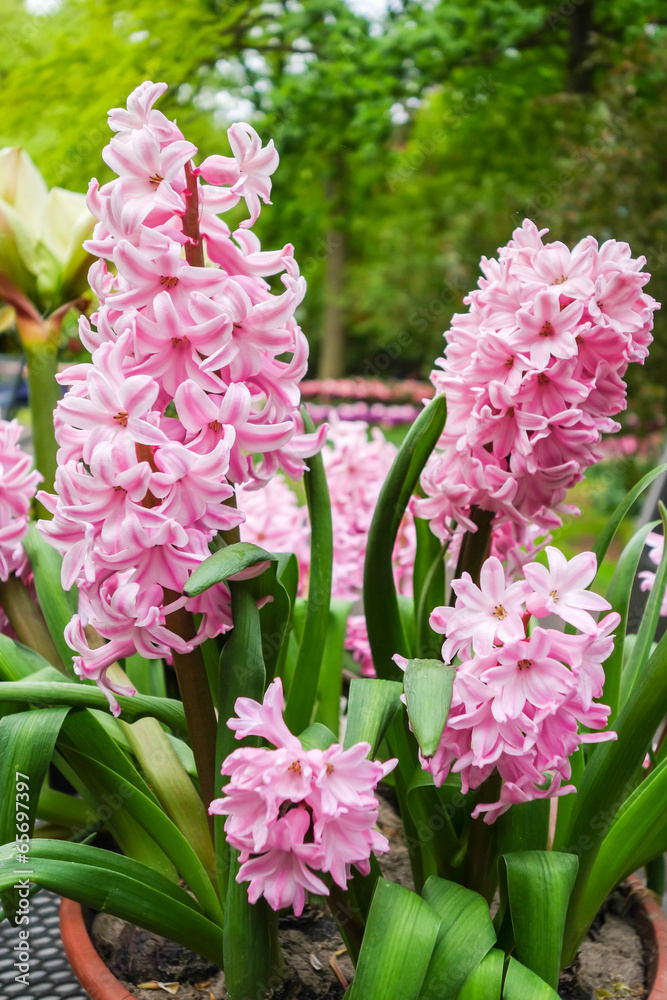 Obraz premium Flowers garden in nature park