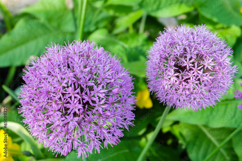 Fototapeta premium Flowers garden in nature park