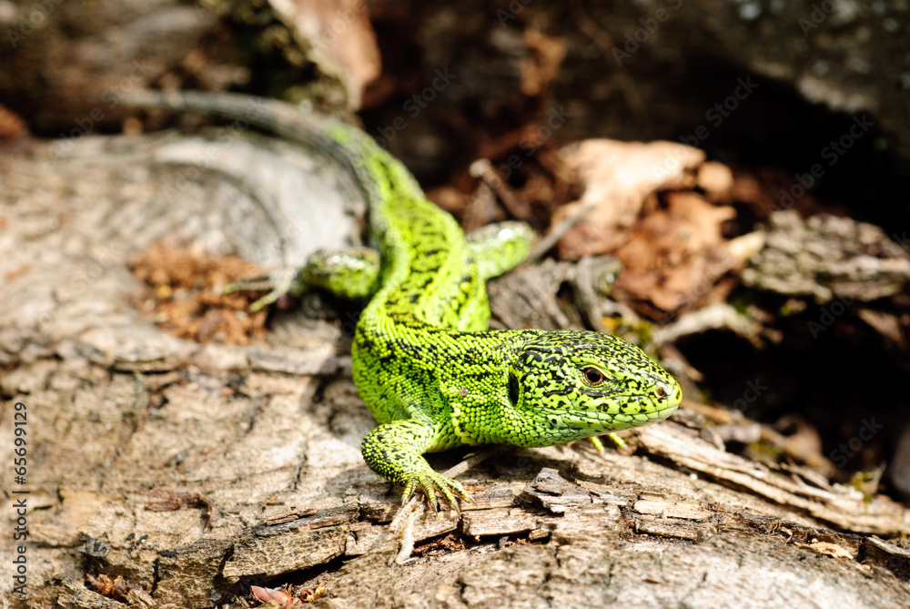 green lizard macro on a background of tree bark green lizard macro on a background of tree bark