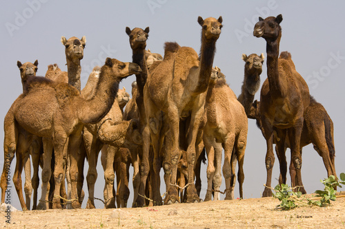 Fototapeta Naklejka Na Ścianę i Meble -  Camel at the Pushkar Fair.  Rajasthan, India