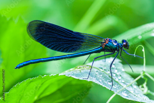 blue dragonfly sits on a grass