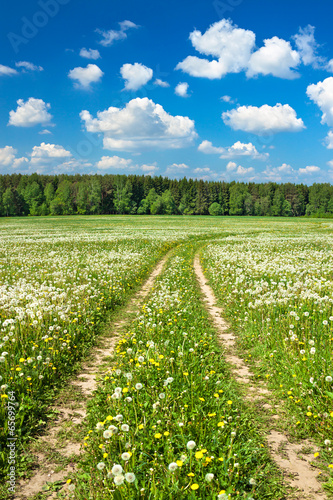 summer rural landscape with a  the road