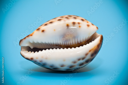 Marine shell close-up on blue background