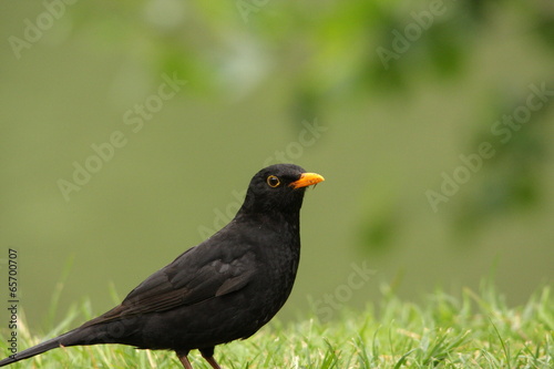 Merle noir  Turdus merula 