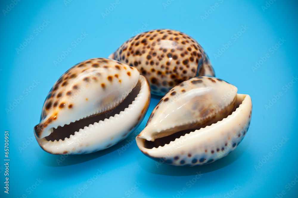 Three shells with brown spots on a blue background