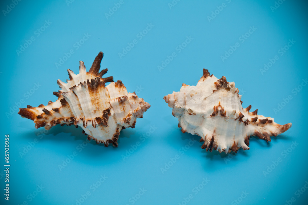 seashell beige with brown spots and spikes