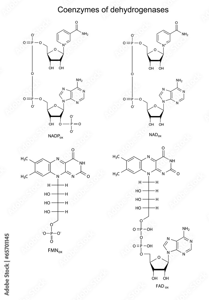 Illustration of main dehydrogenases coenzymes Illustration of main dehydrogenases coenzymes