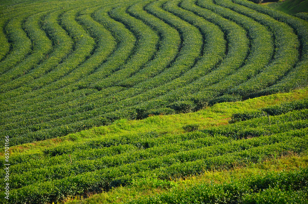 Terrace Tea Plantation Fields