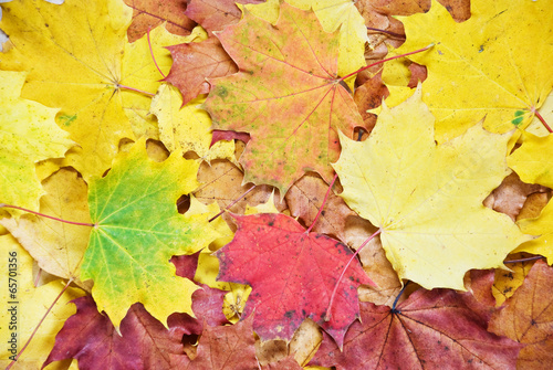 Autumn leaves