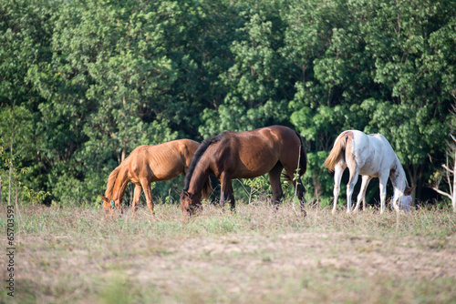 Horses in the field © Pworadilok